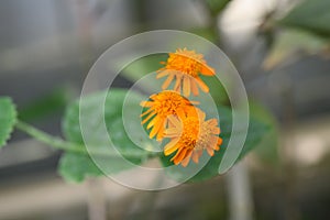 Mexican flamevine Pseudogynoxys chenopodioidesÂ with orange flowers